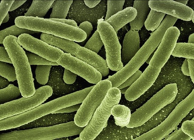 Eschericia coli penyebab keracunan makanan (sumber : pixabay)